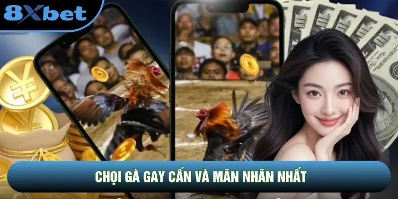 Chọi gà gay cấn và mãn nhãn nhất