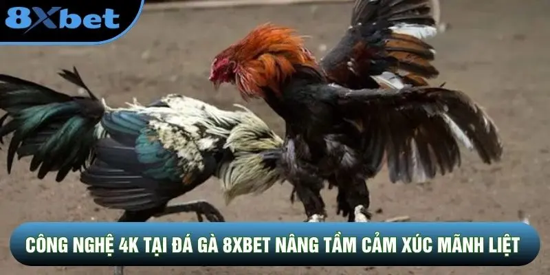 Công nghệ 4K tại đá gà 8XBET nâng tầm cảm xúc mãnh liệt