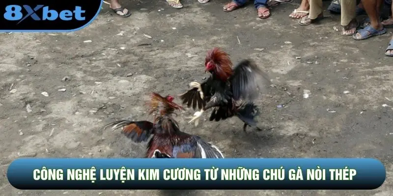 Công nghệ luyện kim cương từ những chú gà nòi thép Công nghệ luyện kim cương từ những chú gà nòi thép