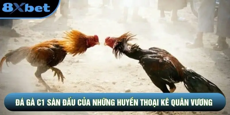 Đá gà C1 sàn đấu của những huyền thoại kê quân vương Đá gà C1 sàn đấu của những huyền thoại kê quân vương