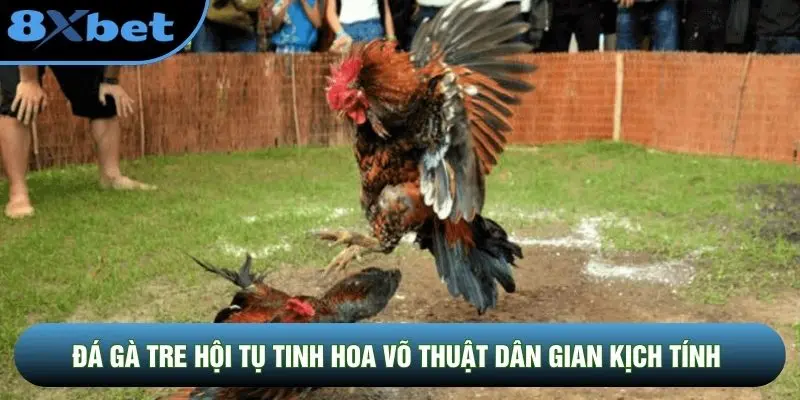 Đá gà tre hội tụ tinh hoa võ thuật dân gian kịch tính Đá gà tre hội tụ tinh hoa võ thuật dân gian kịch tính