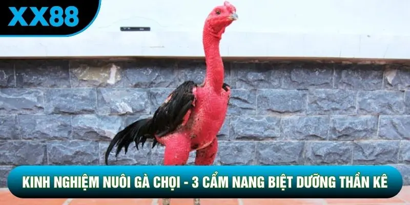 Kinh Nghiệm Nuôi Gà Chọi - 3 Cẩm Nang Biệt Dưỡng Thần Kê