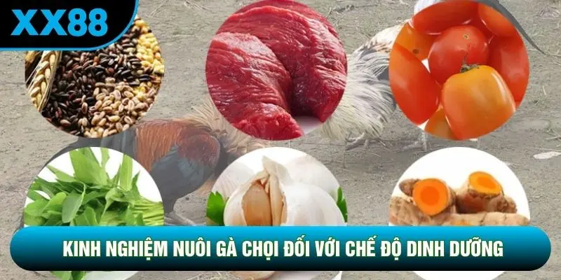 Kinh nghiệm nuôi gà chọi đối với chế độ dinh dưỡng Kinh nghiệm nuôi gà chọi đối với chế độ dinh dưỡng