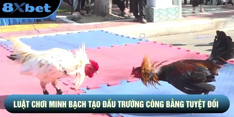 Luật chơi minh bạch tạo đấu trường công bằng tuyệt đối Luật chơi minh bạch tạo đấu trường công bằng tuyệt đối