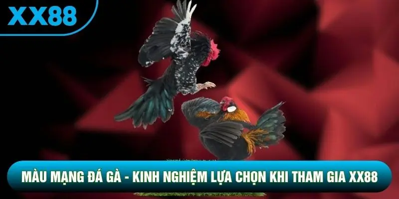 Màu Mạng Đá Gà - Kinh Nghiệm Lựa Chọn Khi Tham Gia Tại XX88