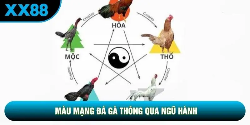 Màu mạng đá gà thông qua Ngũ Hành Màu mạng đá gà thông qua Ngũ Hành