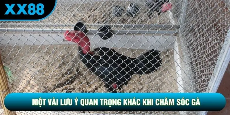 Một vài lưu ý quan trọng khác khi chăm sóc gà Một vài lưu ý quan trọng khác khi chăm sóc gà