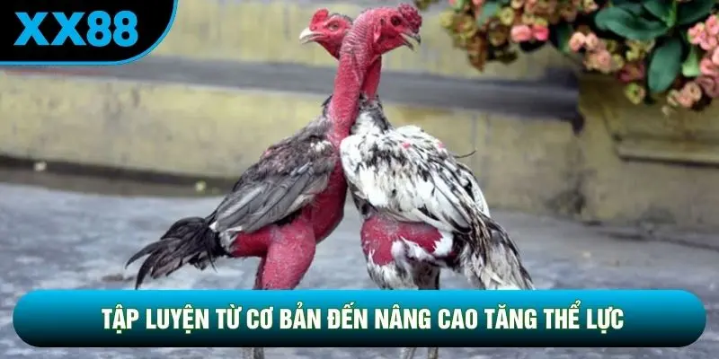 Tập luyện từ cơ bản đến nâng cao tăng thể lực Tập luyện từ cơ bản đến nâng cao tăng thể lực